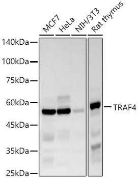 TRAF4 Rabbit mAb
