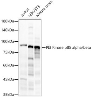 PI3 Kinase p85 alpha/beta Rabbit mAb