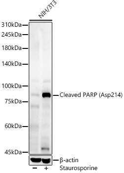 Cleaved PARP (Asp214) Rabbit pAb