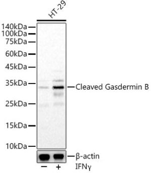 Cleaved Gasdermin B Rabbit pAb