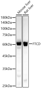 FTCD Rabbit mAb