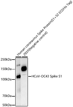 HCoV-OC43 Spike S1 Rabbit mAb