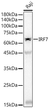 IRF7 Rabbit mAb