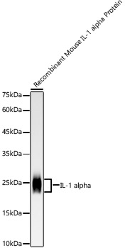 IL-1 alpha Rabbit mAb