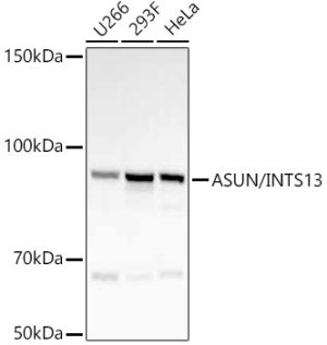 ASUN/INTS13 Rabbit mAb