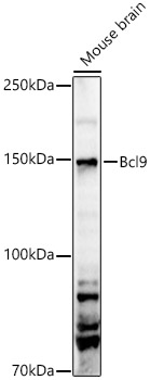 Bcl9 Rabbit pAb