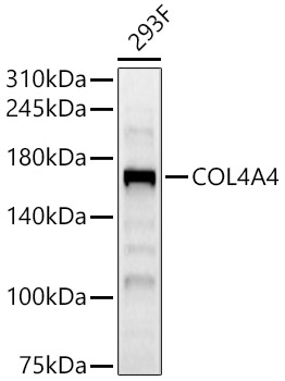 COL4A4 Rabbit pAb
