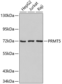 PRMT5 Rabbit pAb