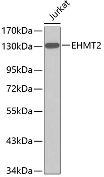 EHMT2 Rabbit pAb