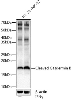 Cleaved Gasdermin B Rabbit pAb