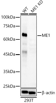 [KD Validated] ME1 Rabbit pAb