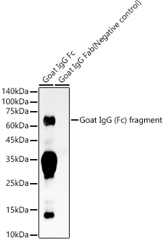 Goat IgG (Fc) fragment Rabbit mAb