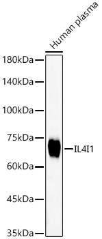 IL4I1 Rabbit mAb