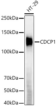 CDCP1 Rabbit mAb