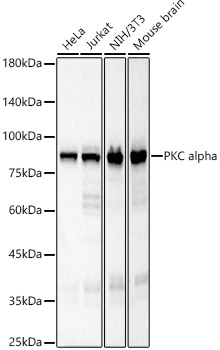 PKC alpha Rabbit mAb