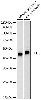 FLG Rabbit mAb