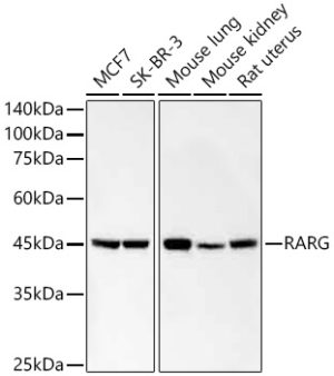 RARG Rabbit mAb