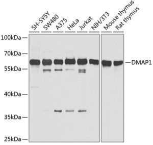 DMAP1 Rabbit pAb