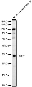 UCP3 Rabbit mAb