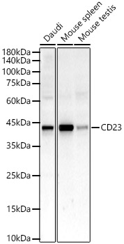 CD23 Rabbit mAb