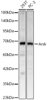 Arsk Rabbit pAb
