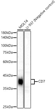 CD7 Rabbit mAb
