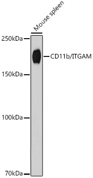 CD11b/ITGAM Rabbit mAb