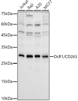 DcR1 / CD263 Rabbit mAb