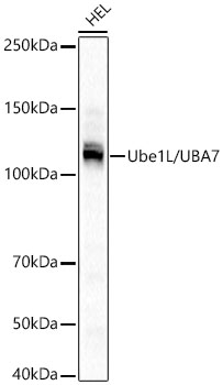 Ube1L / UBA7 Rabbit mAb