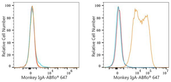 ABflo® 647 Rabbit anti-Monkey IgA mAb
