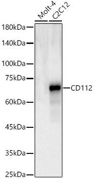 CD112 Rabbit pAb
