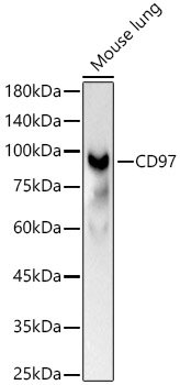 CD97 Rabbit pAb
