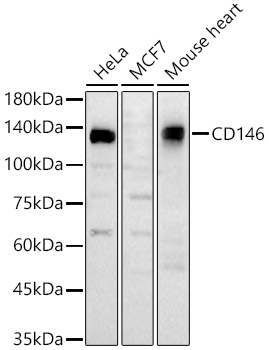 CD146 Rabbit pAb
