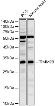 TIMM29 Rabbit pAb