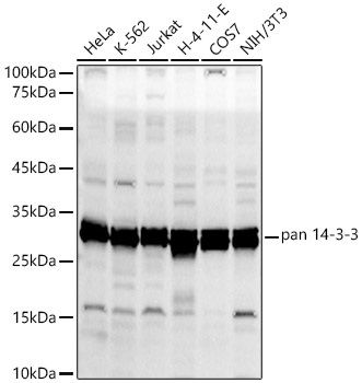 pan 14-3-3 Rabbit pAb