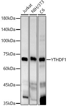 YTHDF1 Rabbit mAb