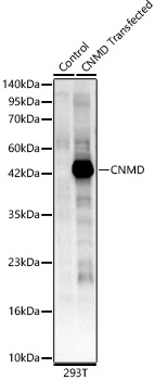 CNMD Rabbit pAb