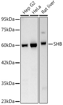 SHB Rabbit mAb