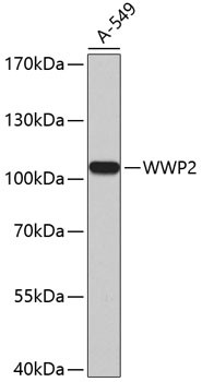 WWP2 Rabbit pAb