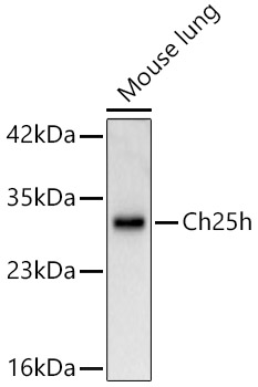 Ch25h Rabbit pAb