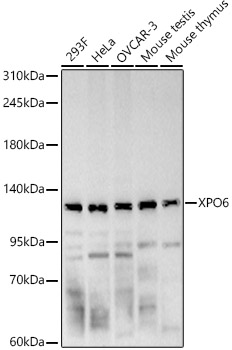 XPO6 Rabbit pAb