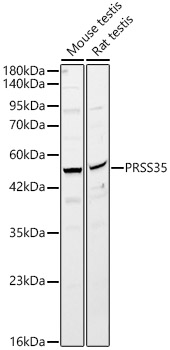 PRSS35 Rabbit pAb