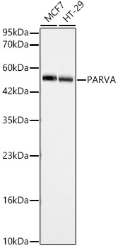 PARVA Rabbit pAb