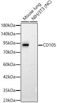 CD105 Rabbit pAb