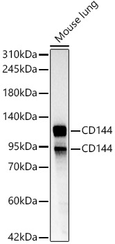 CD144 Rabbit pAb