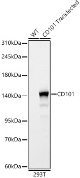 CD101 Rabbit pAb
