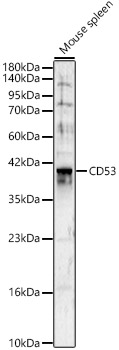 CD53 Rabbit pAb