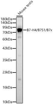 B7-H4 / B7S1 / B7x Rabbit pAb