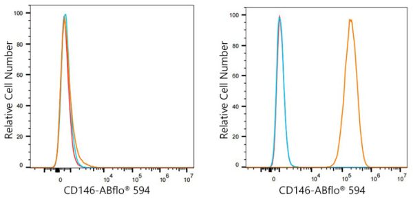 ABflo® 594 Rabbit anti-Human CD146 mAb