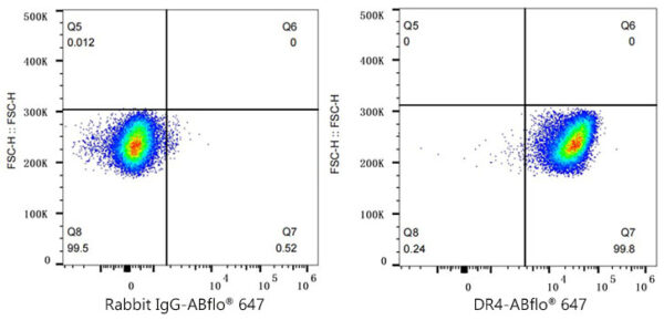 DR4 Rabbit mAb - Image 2